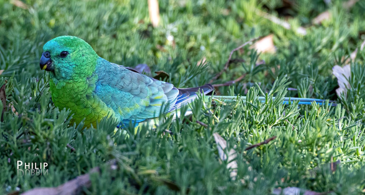 Red-rumped Parrot - ML619719623