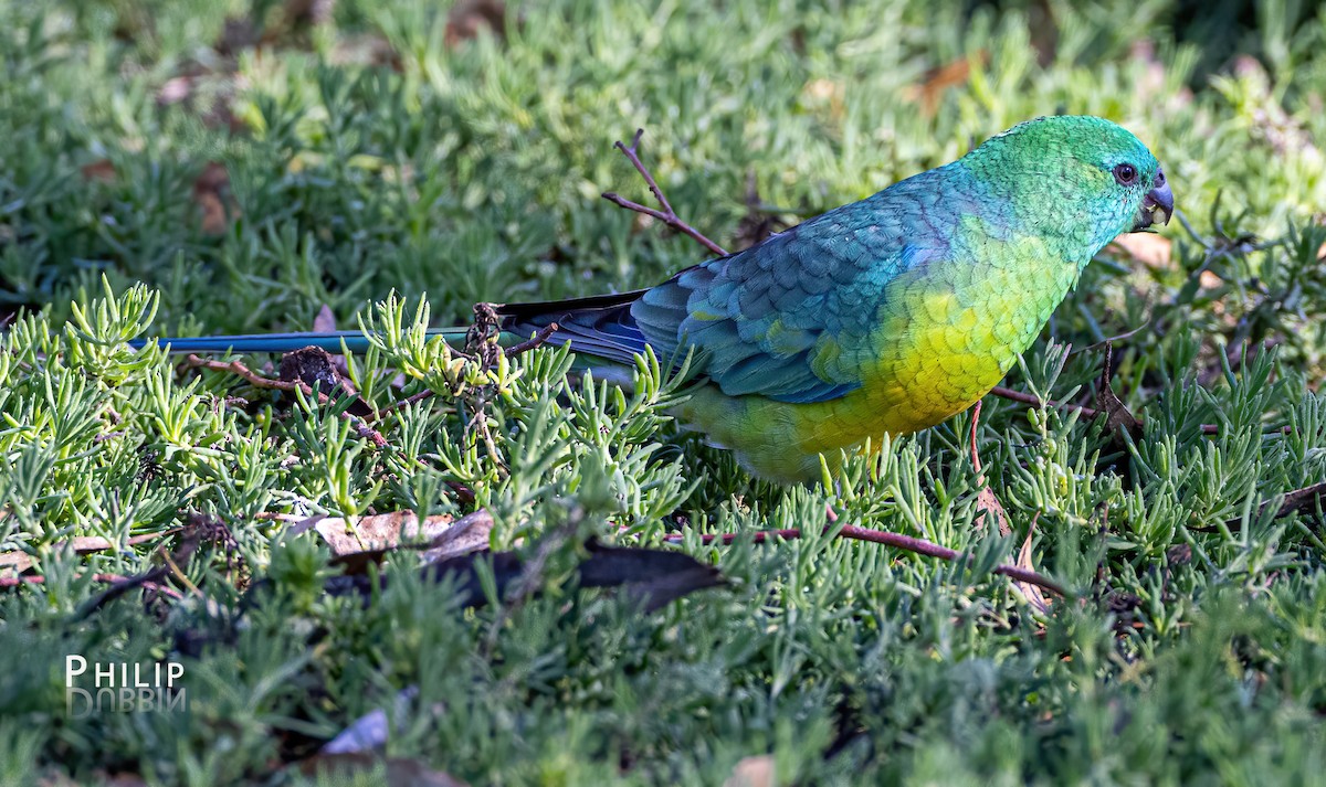 Red-rumped Parrot - ML619719624