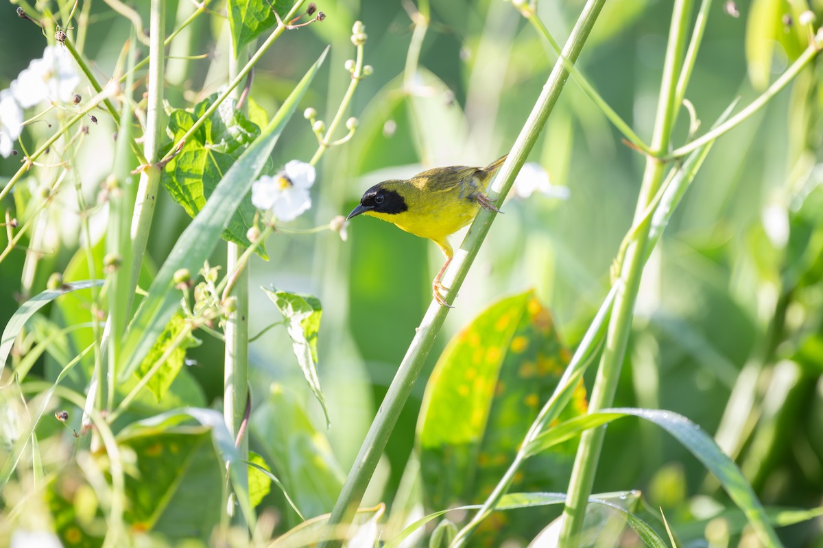 Olive-crowned Yellowthroat - ML619719653