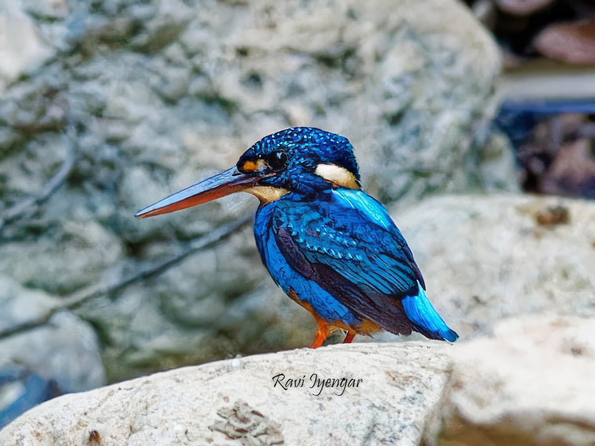 Martin-pêcheur à poitrine bleue - ML619719689