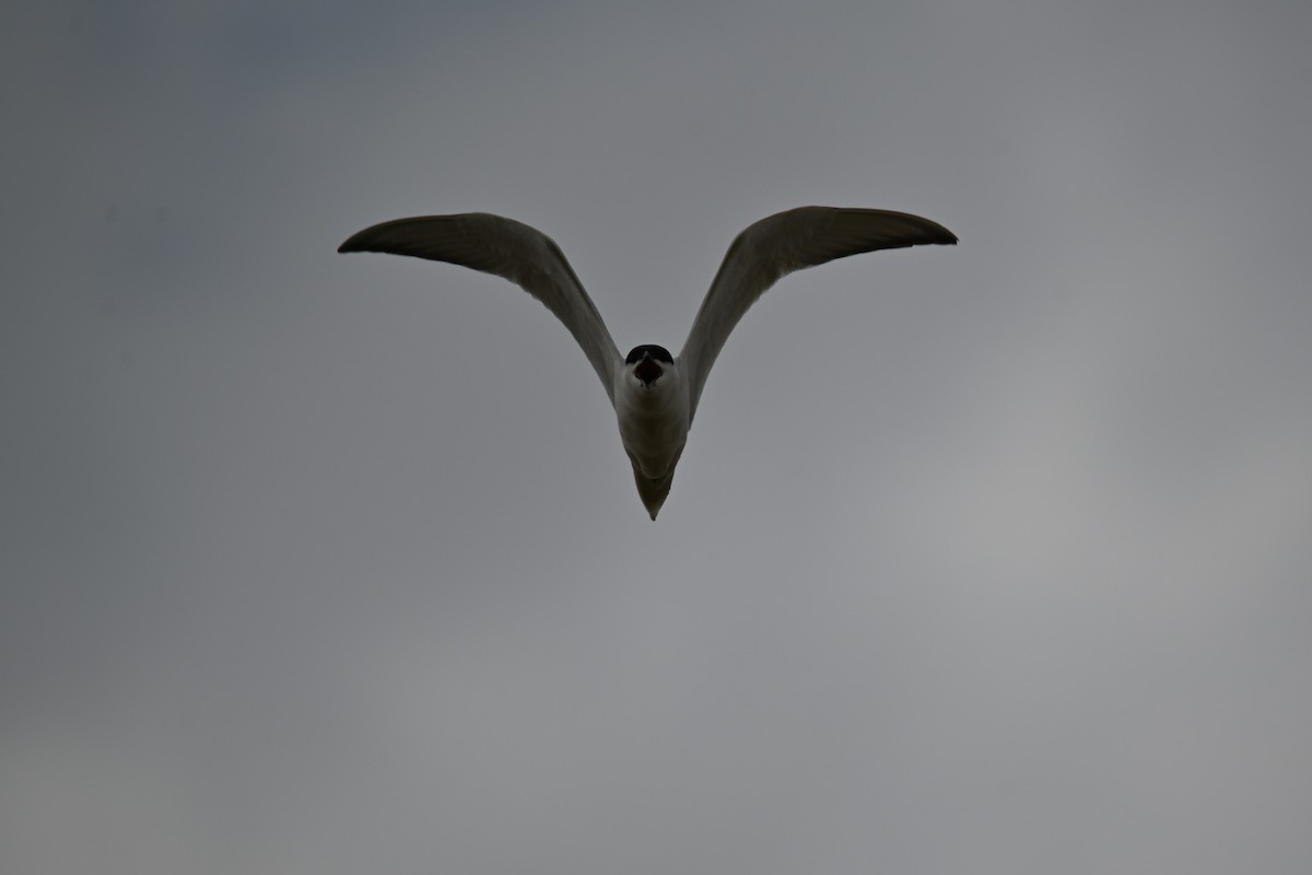 Gull-billed Tern - ML619719691