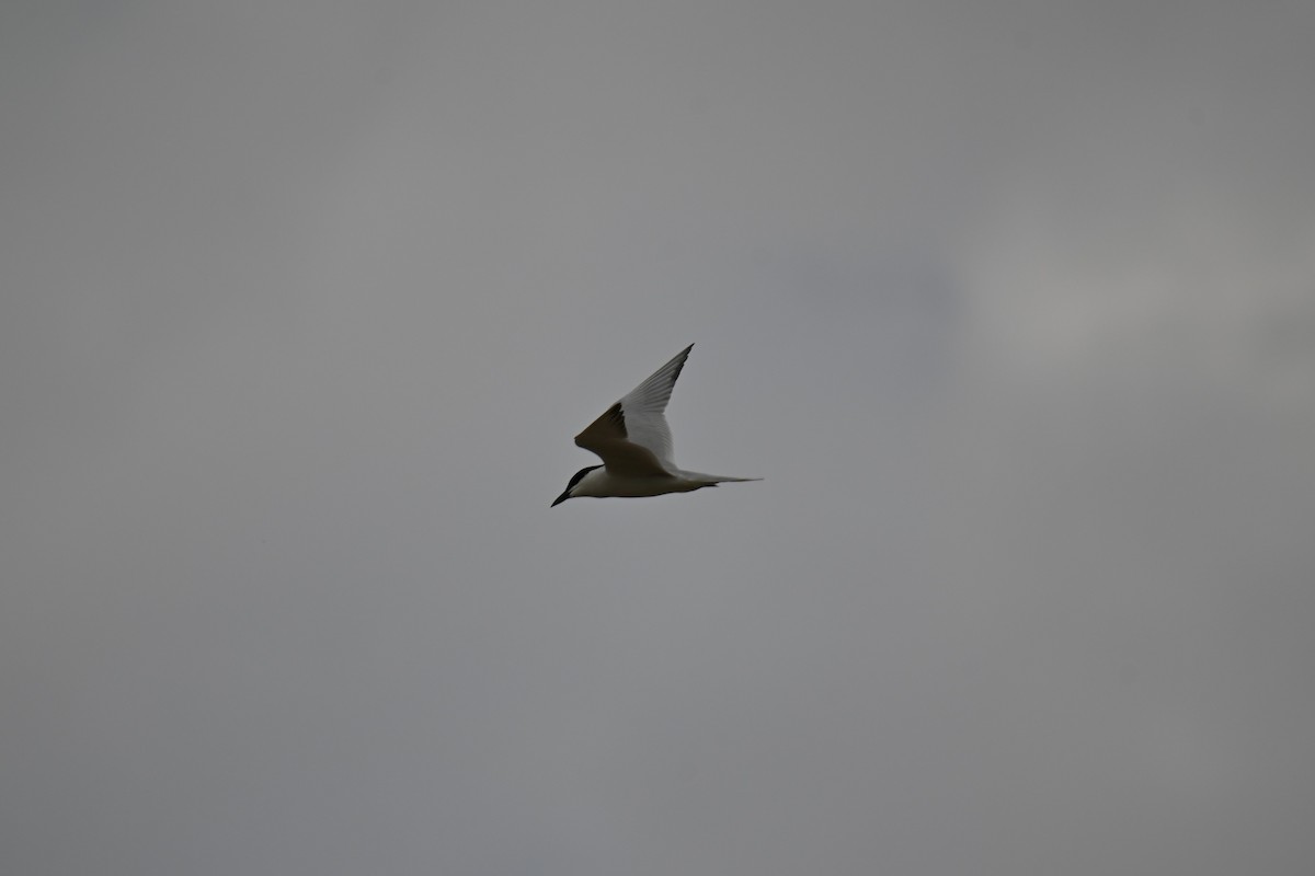 Gull-billed Tern - ML619719692
