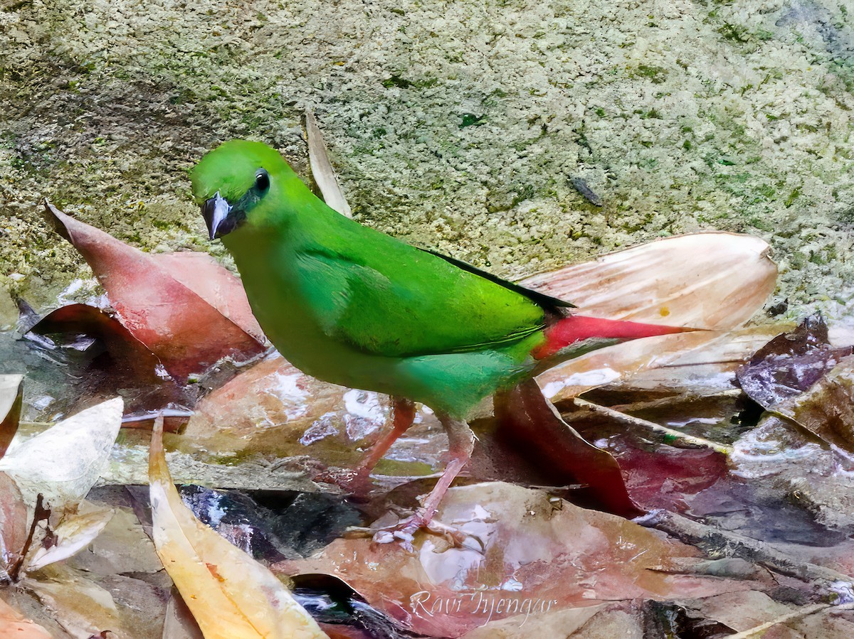 Green-faced Parrotfinch - ML619719703