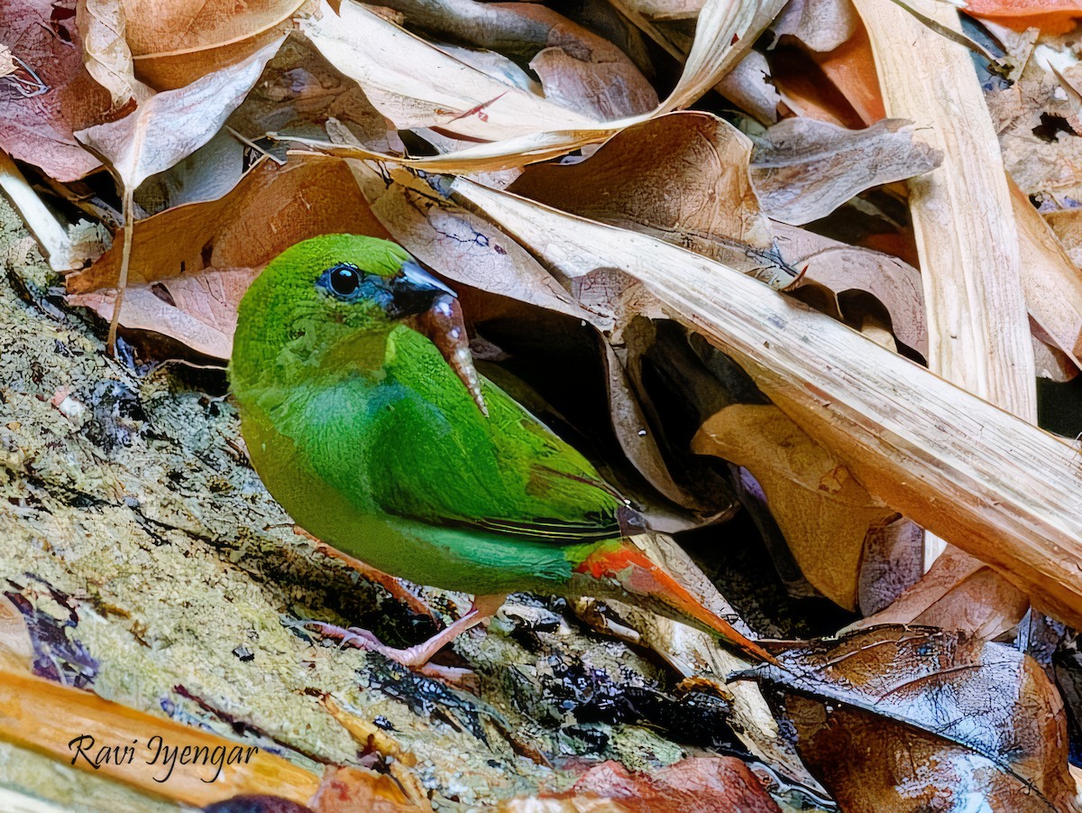 Green-faced Parrotfinch - ML619719704