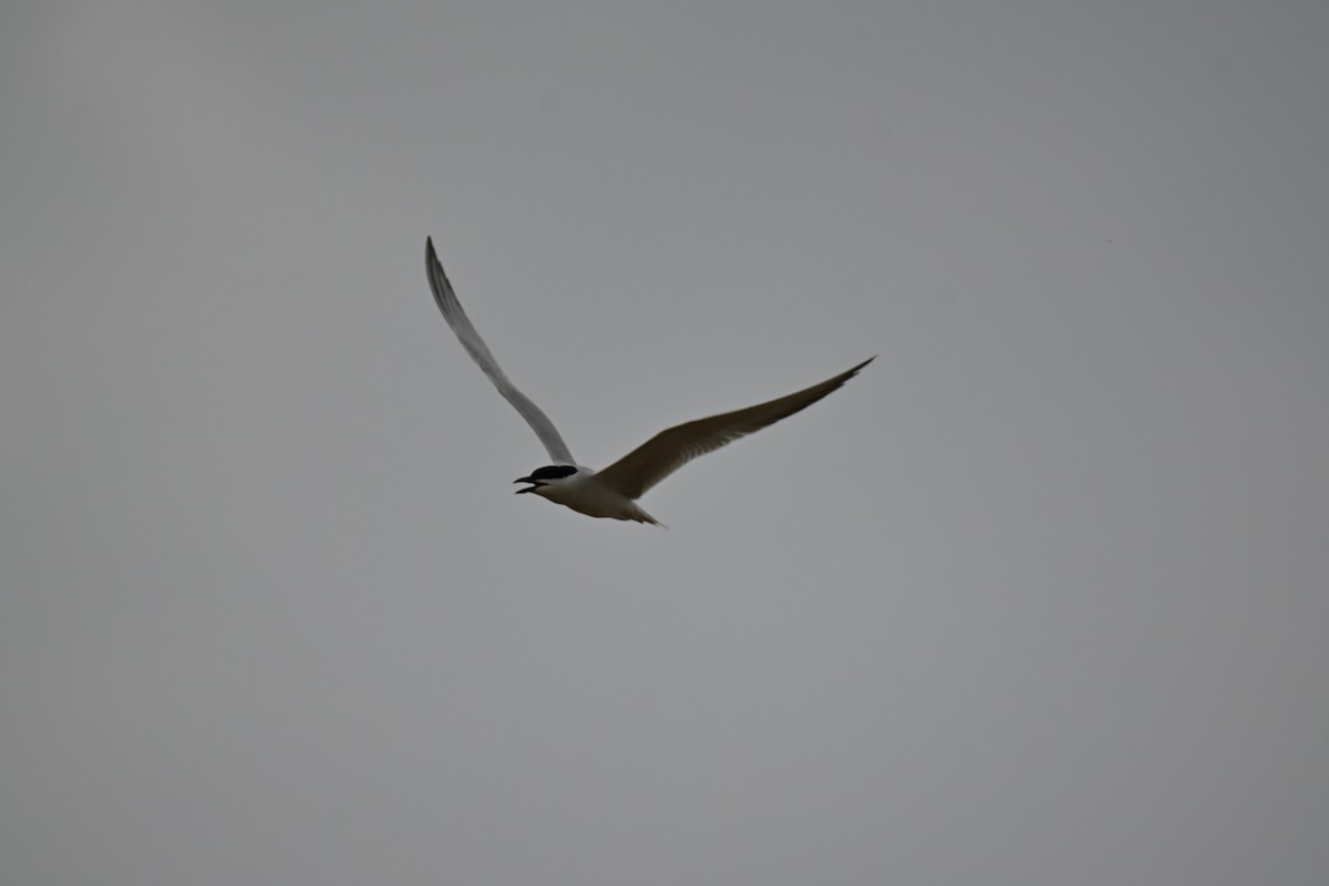 Gull-billed Tern - ML619719706