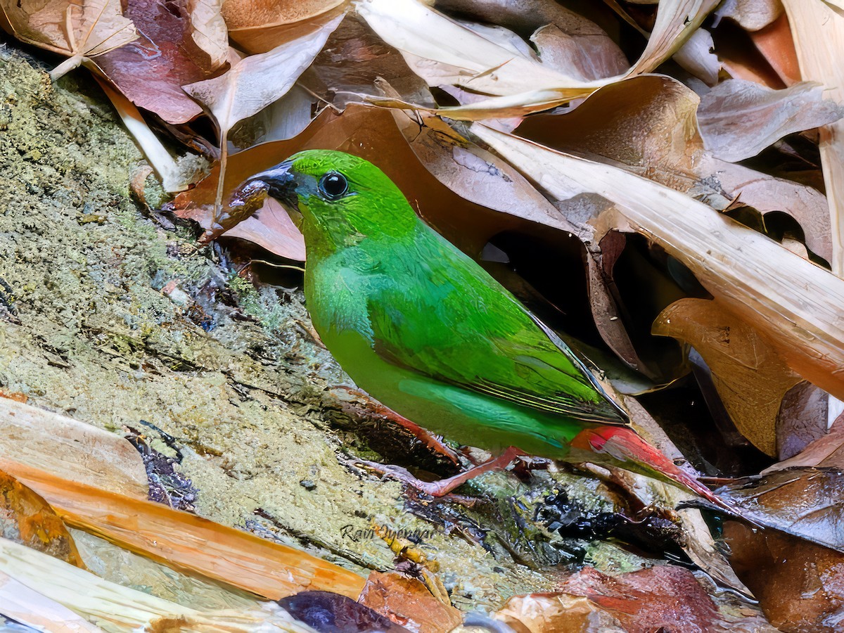 Green-faced Parrotfinch - ML619719708