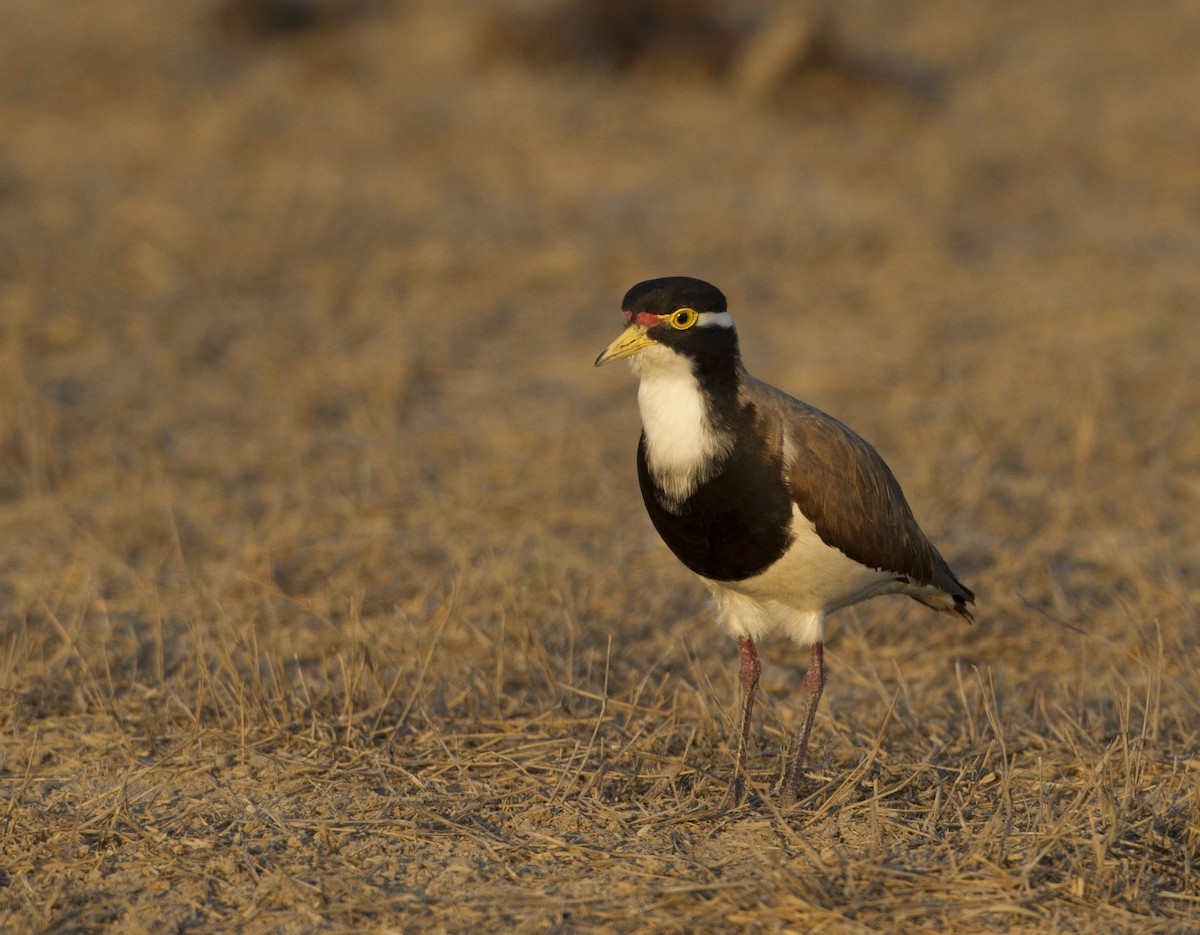 Banded Lapwing - ML61971971