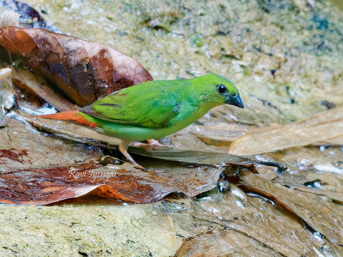 Green-faced Parrotfinch - ML619719711
