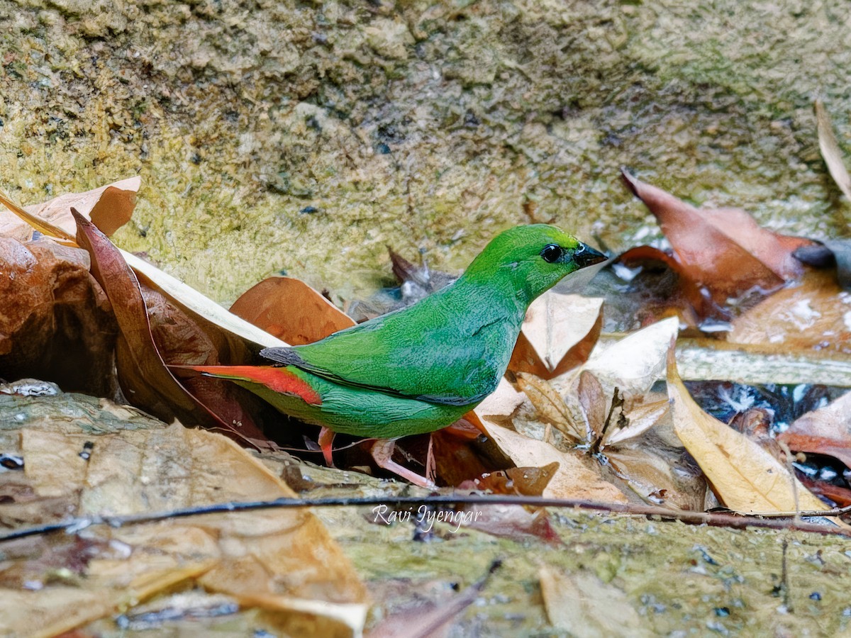 Green-faced Parrotfinch - ML619719712