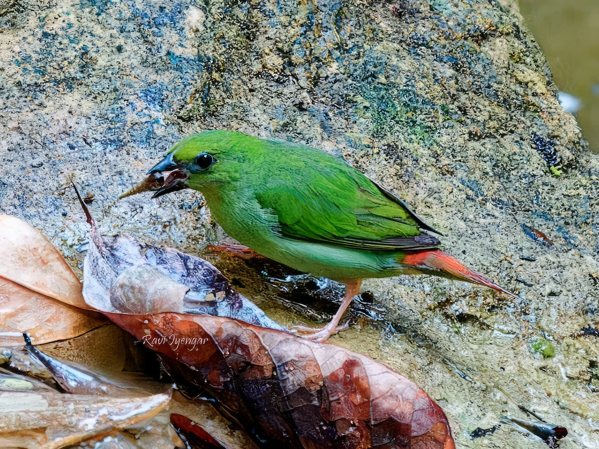 Green-faced Parrotfinch - ML619719713