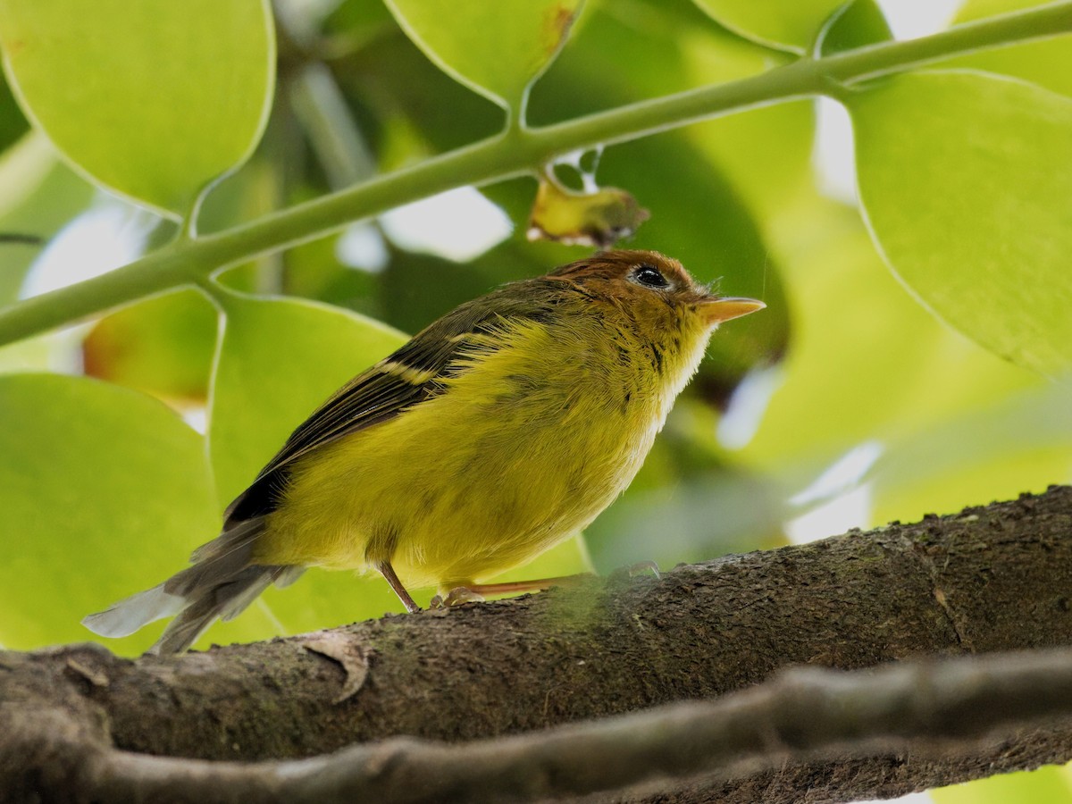 Yellow-breasted Warbler - ML619719722