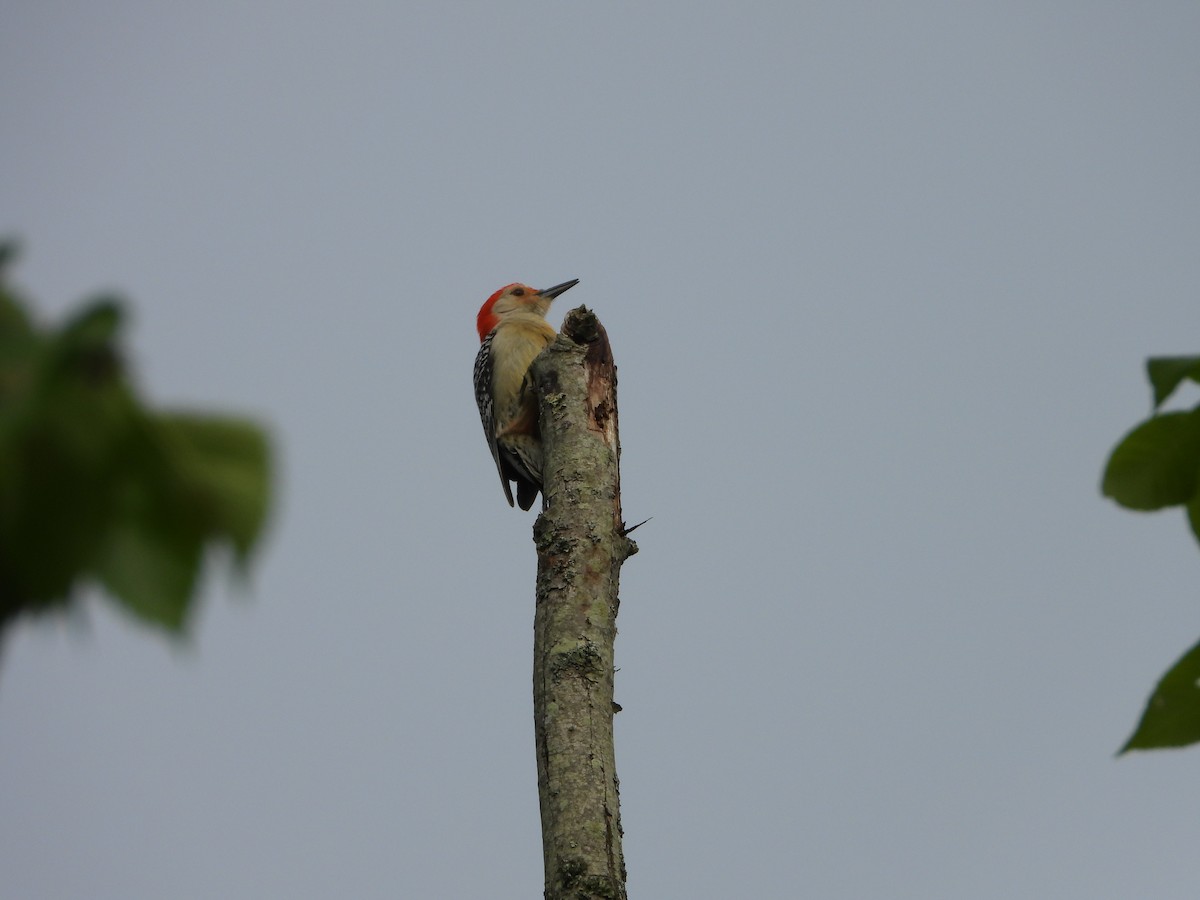 Red-bellied Woodpecker - ML619719742