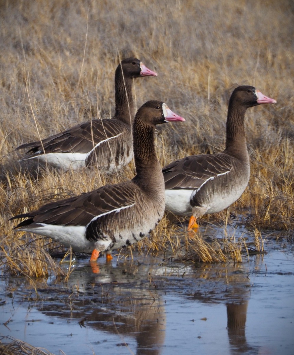Greater White-fronted Goose - ML619719753