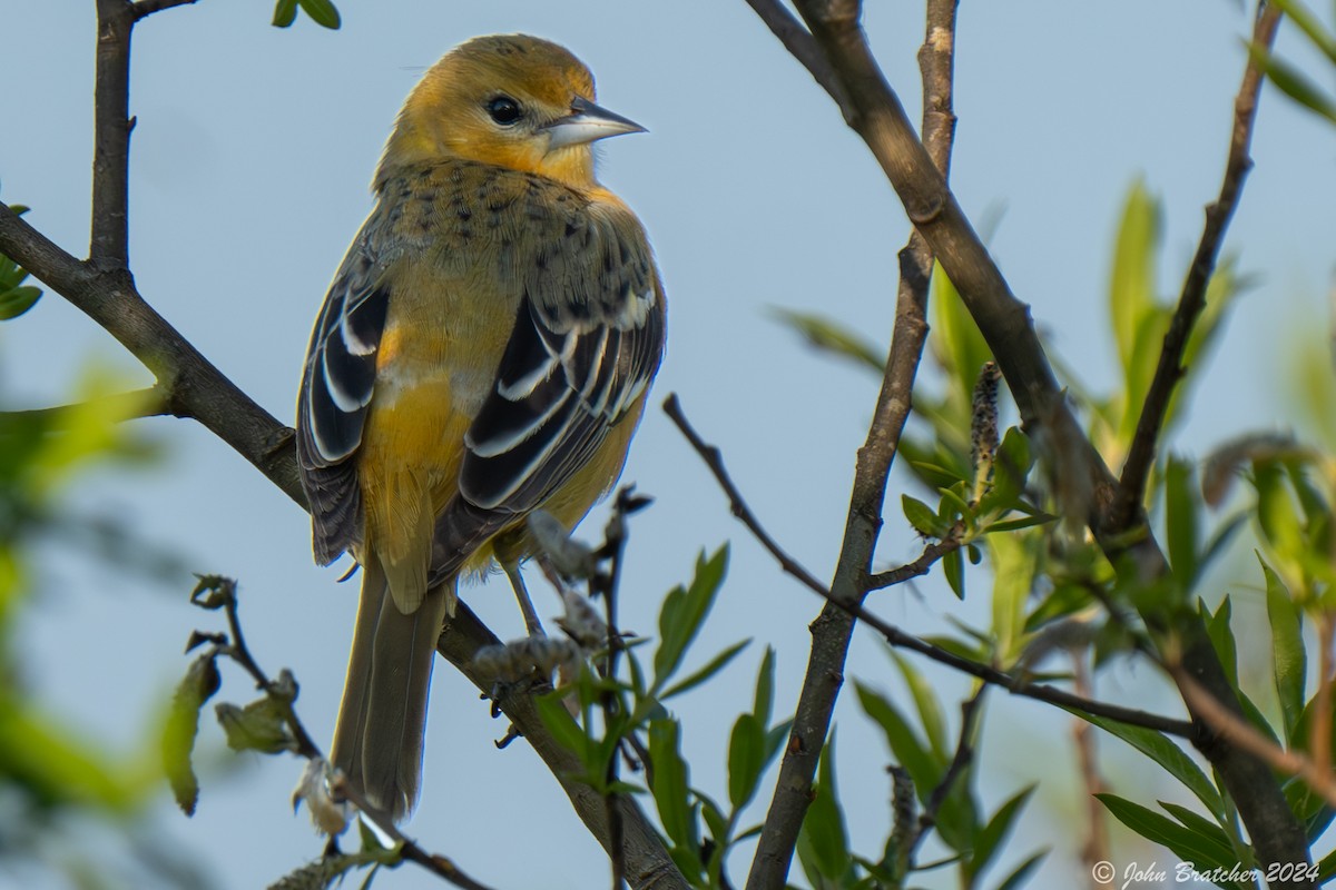 Orchard Oriole - ML619719805