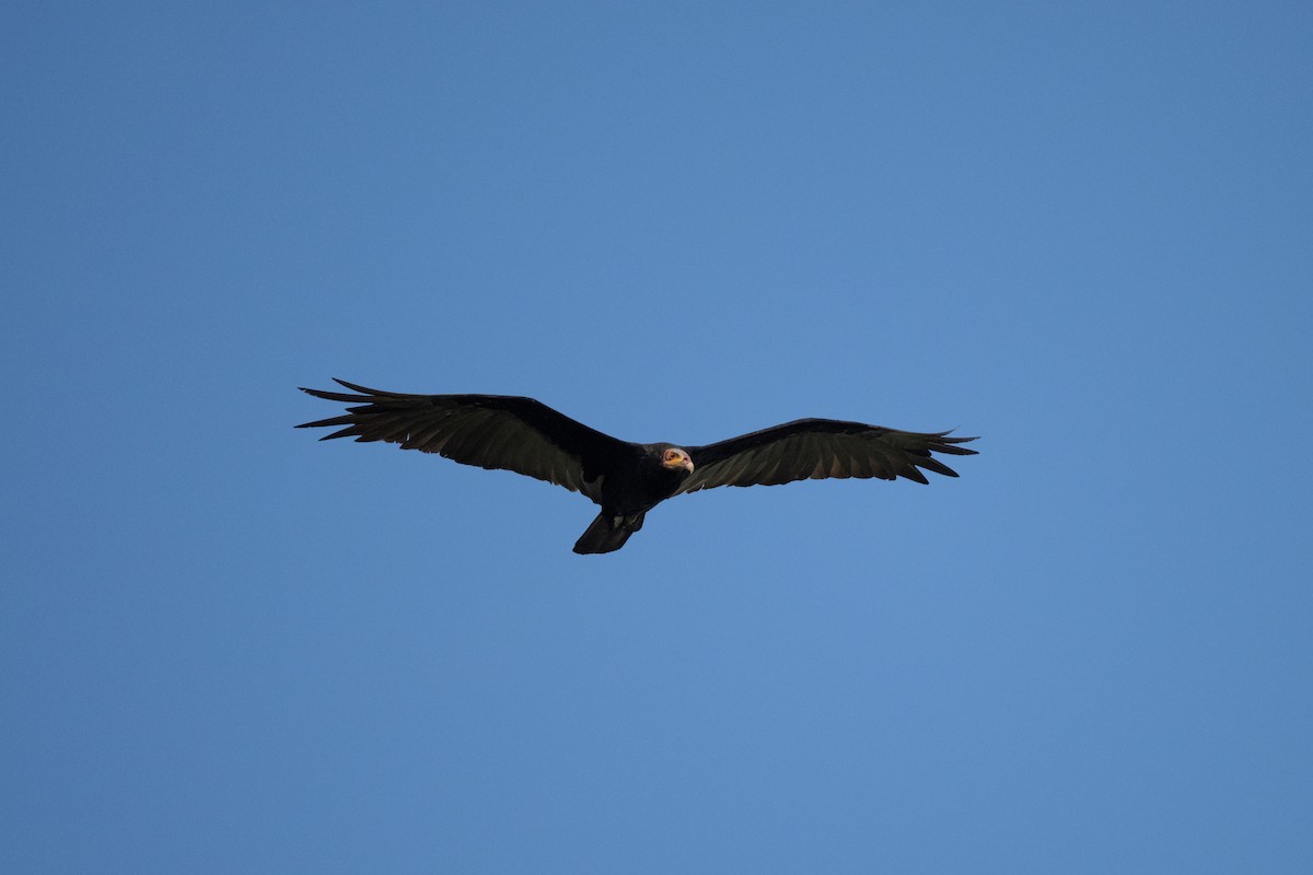 Lesser Yellow-headed Vulture - ML619719810