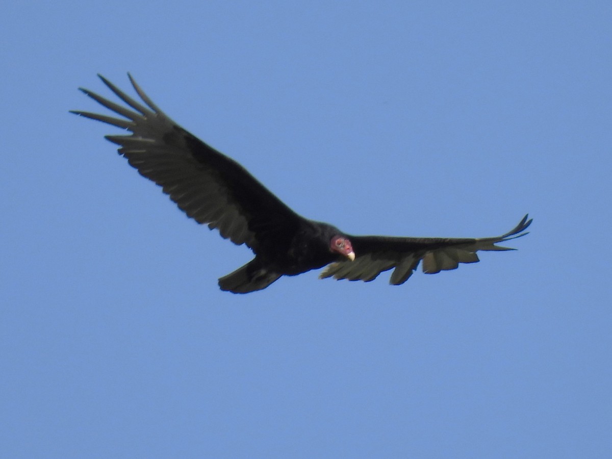 Turkey Vulture - ML619719861