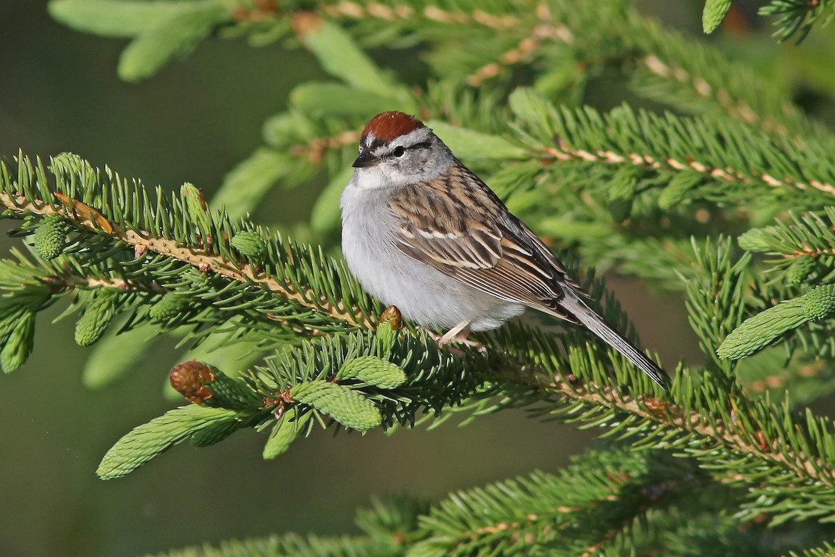 Chipping Sparrow - ML619719864