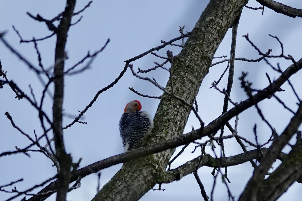 Red-bellied Woodpecker - ML619719866
