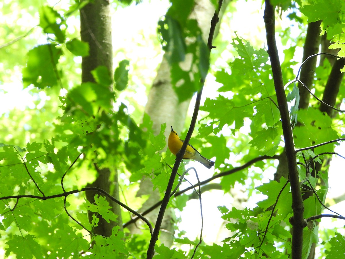 Prothonotary Warbler - ML619719939