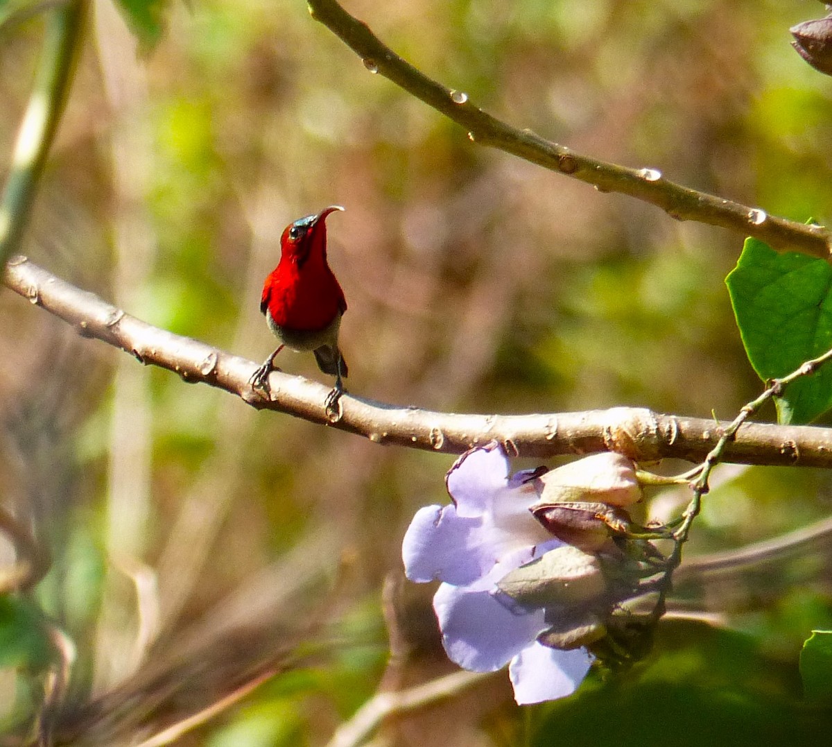 Crimson Sunbird (Goulpourah) - ML619720056