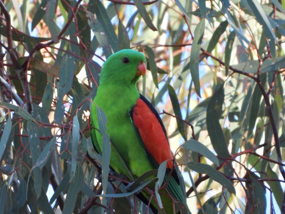 Red-winged Parrot - ML619720061
