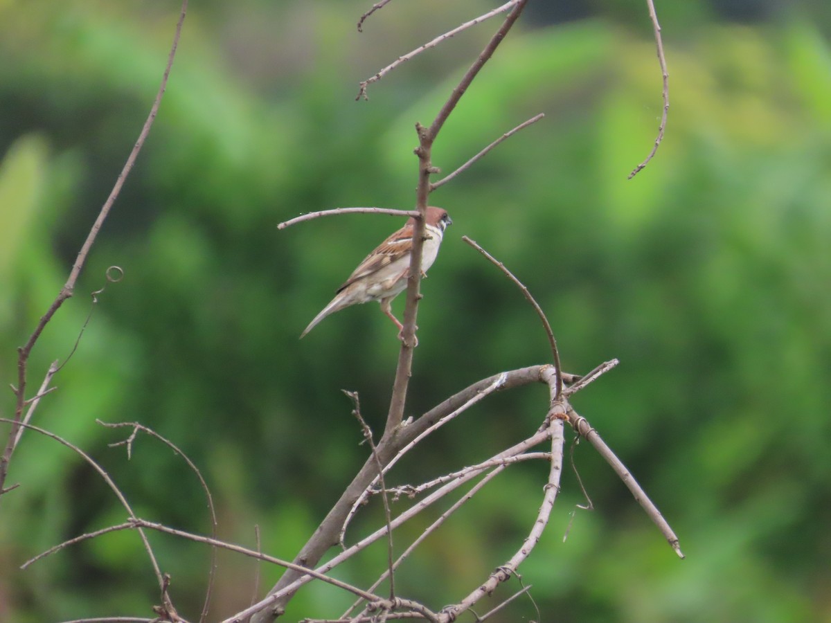 Eurasian Tree Sparrow - ML619720073