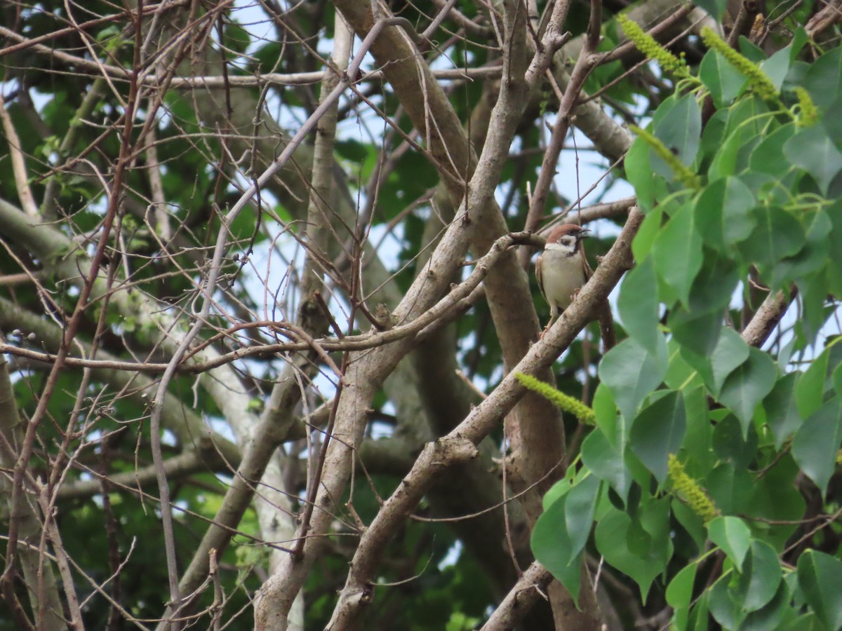Eurasian Tree Sparrow - ML619720075