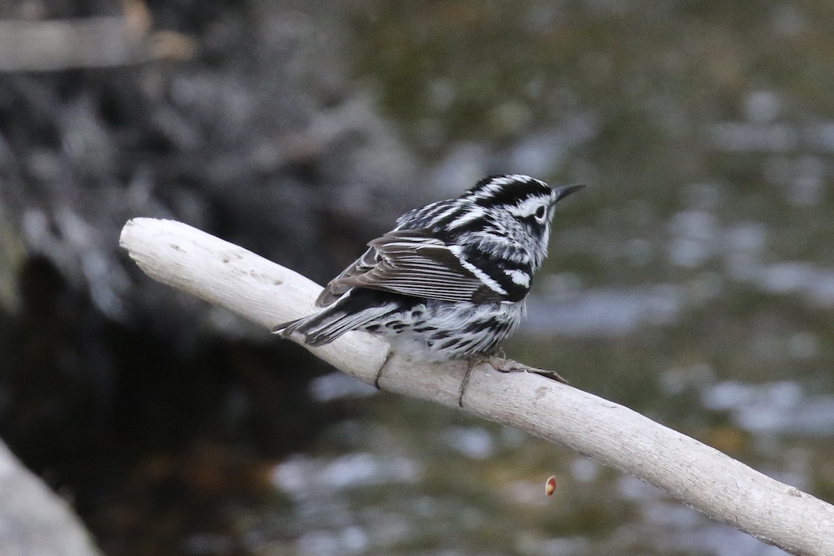 Black-and-white Warbler - ML619720113