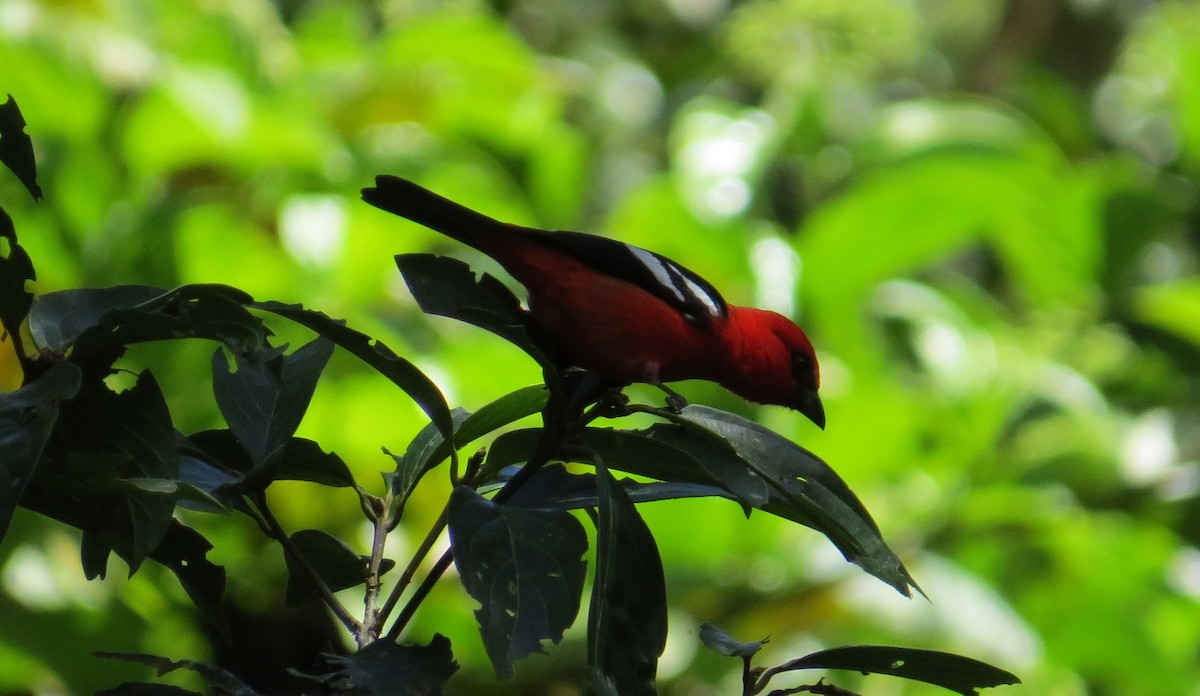 White-winged Tanager - ML619720128
