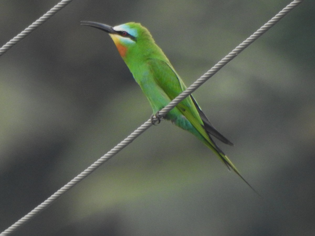Blue-cheeked Bee-eater - ML619720130