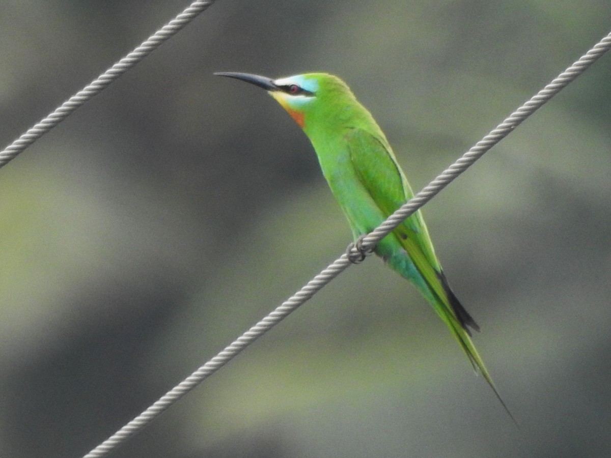 Blue-cheeked Bee-eater - ML619720131
