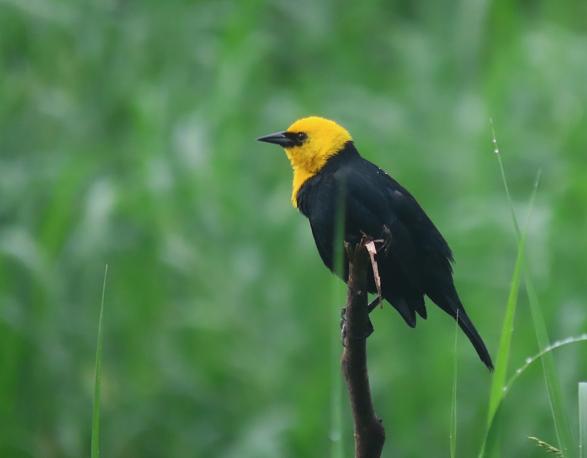 Yellow-hooded Blackbird - ML619720132