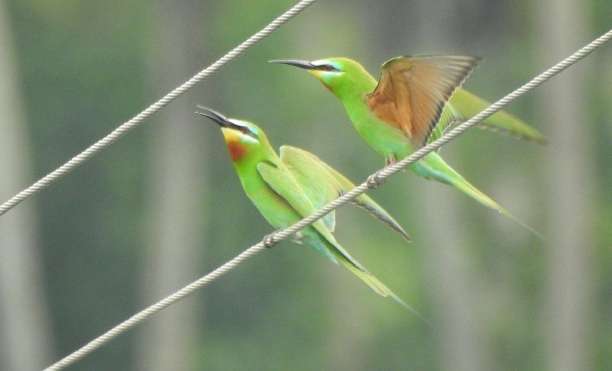Blue-cheeked Bee-eater - ML619720175