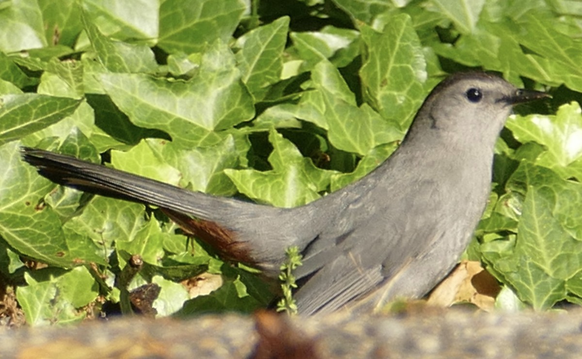 Gray Catbird - ML619720208