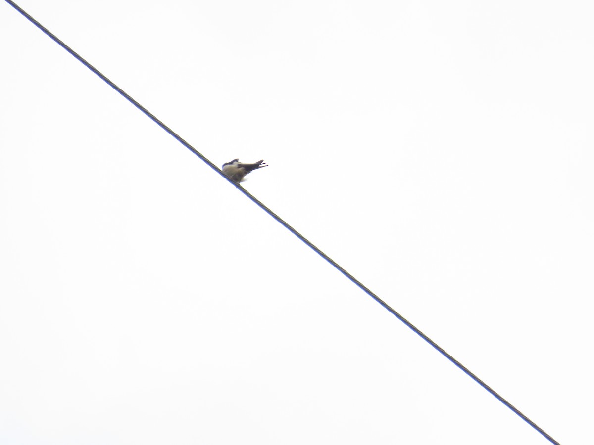 Striated Swallow - ML619720209