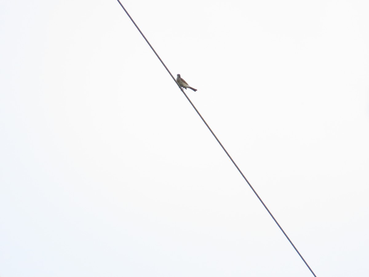 Striated Swallow - ML619720210