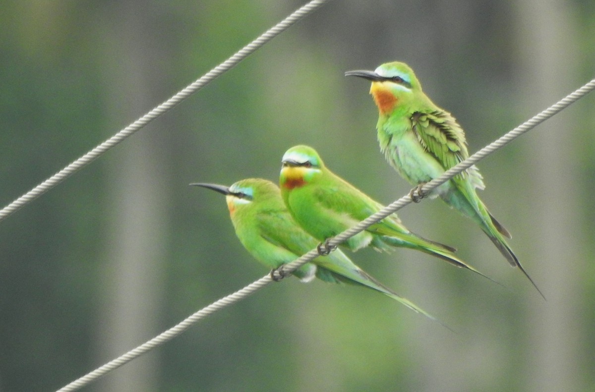 Blue-cheeked Bee-eater - ML619720233