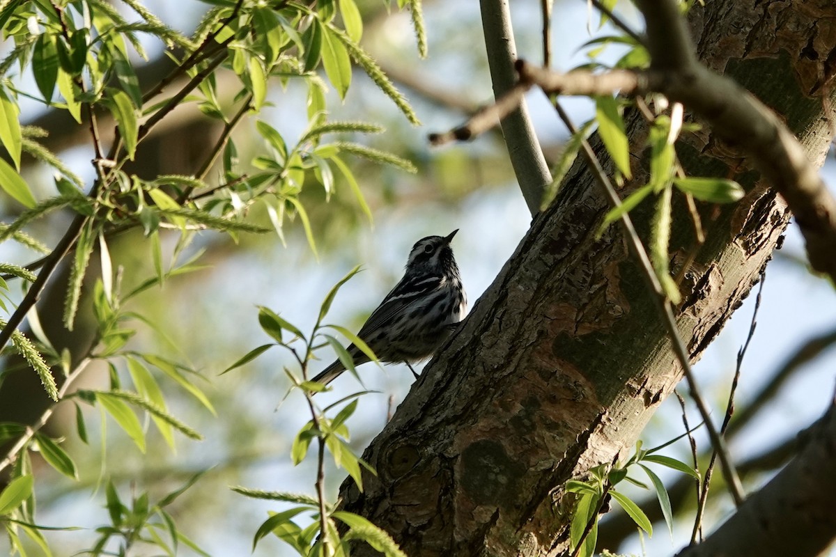 Black-and-white Warbler - ML619720234
