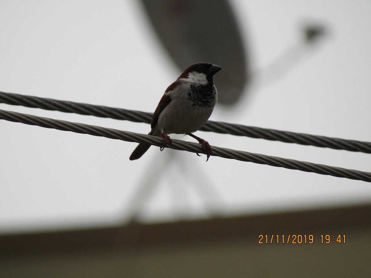 House Sparrow - ML619720239
