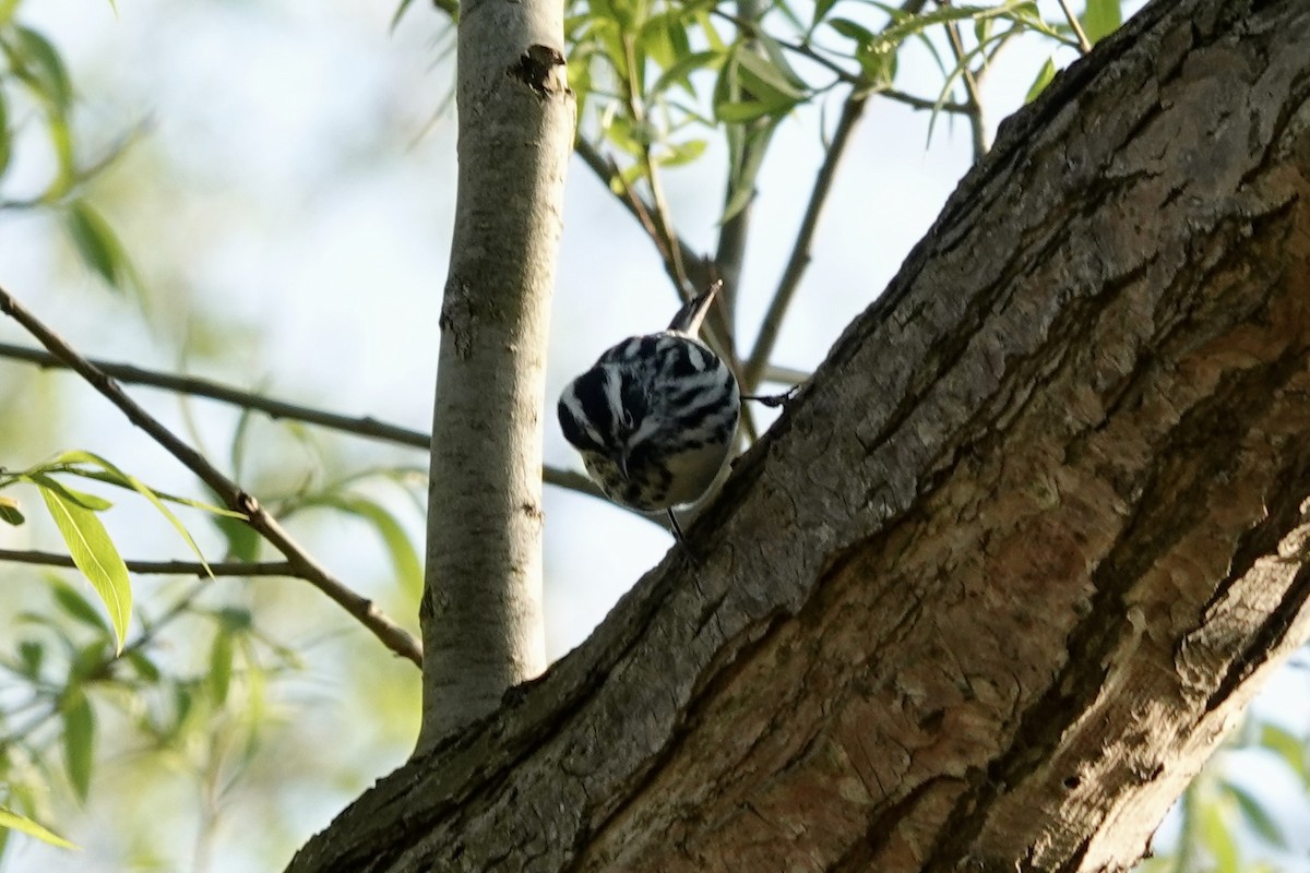 Black-and-white Warbler - ML619720241