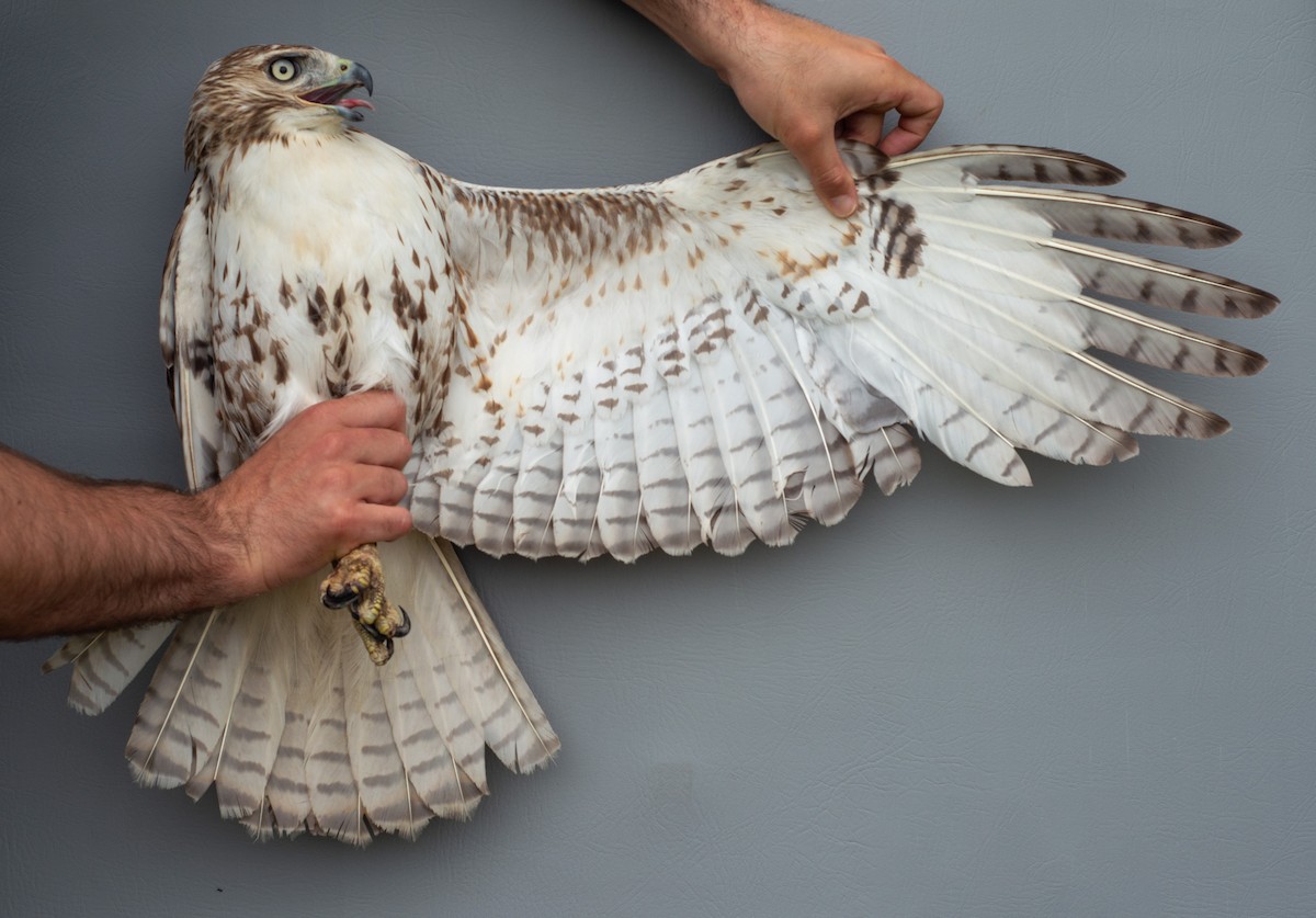 Red-tailed Hawk - ML619720246