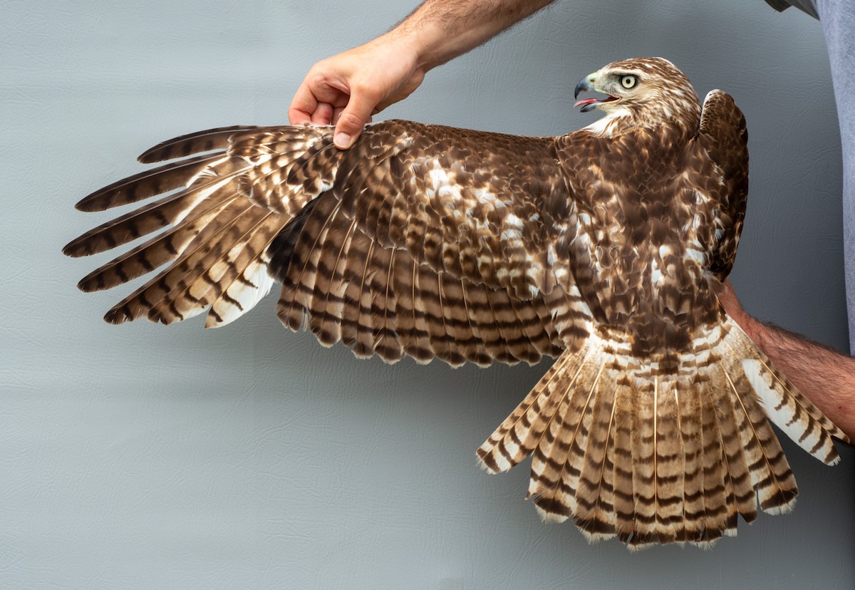 Red-tailed Hawk - ML619720247