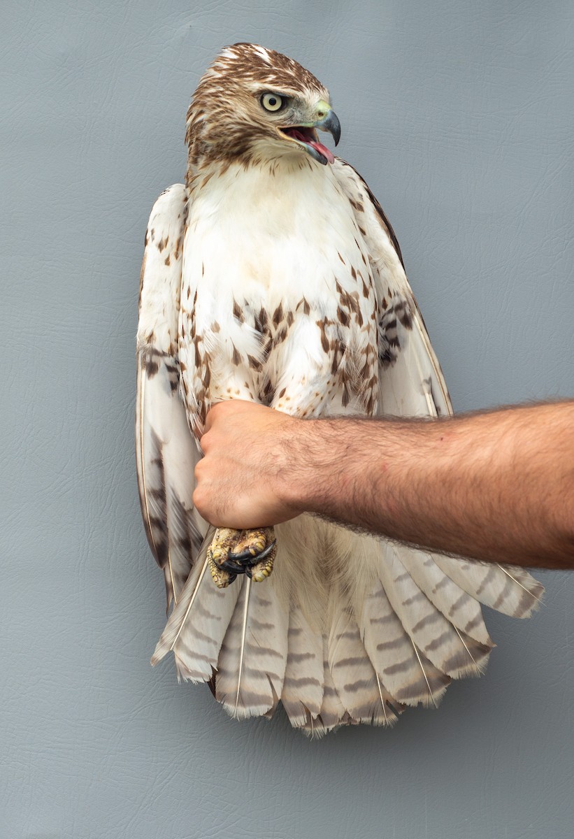 Red-tailed Hawk - ML619720249