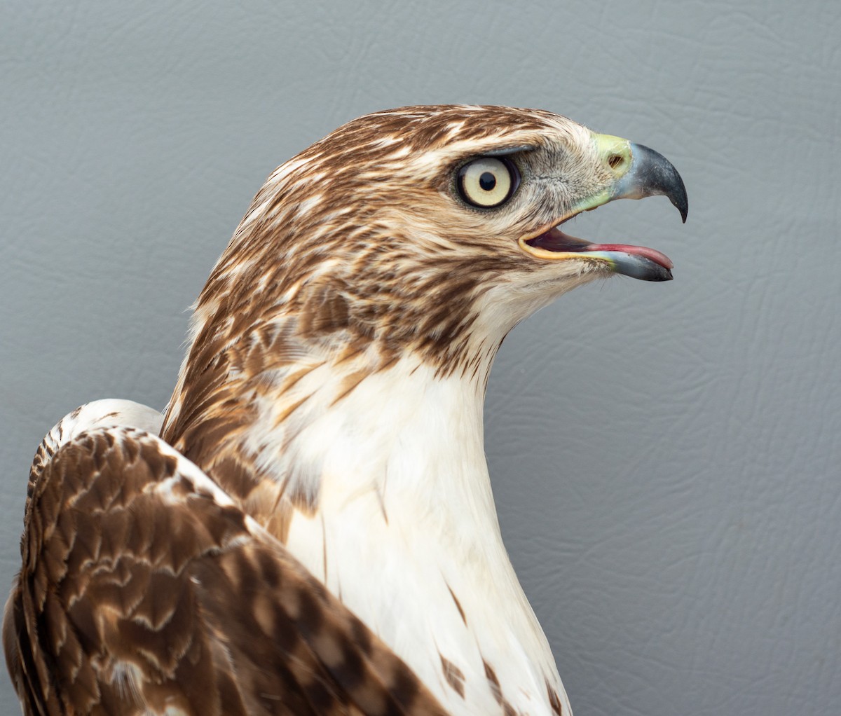 Red-tailed Hawk - ML619720251