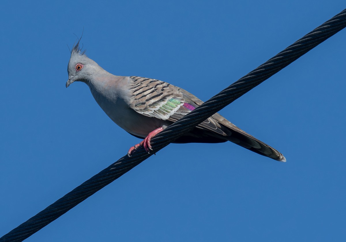 Crested Pigeon - ML619720254