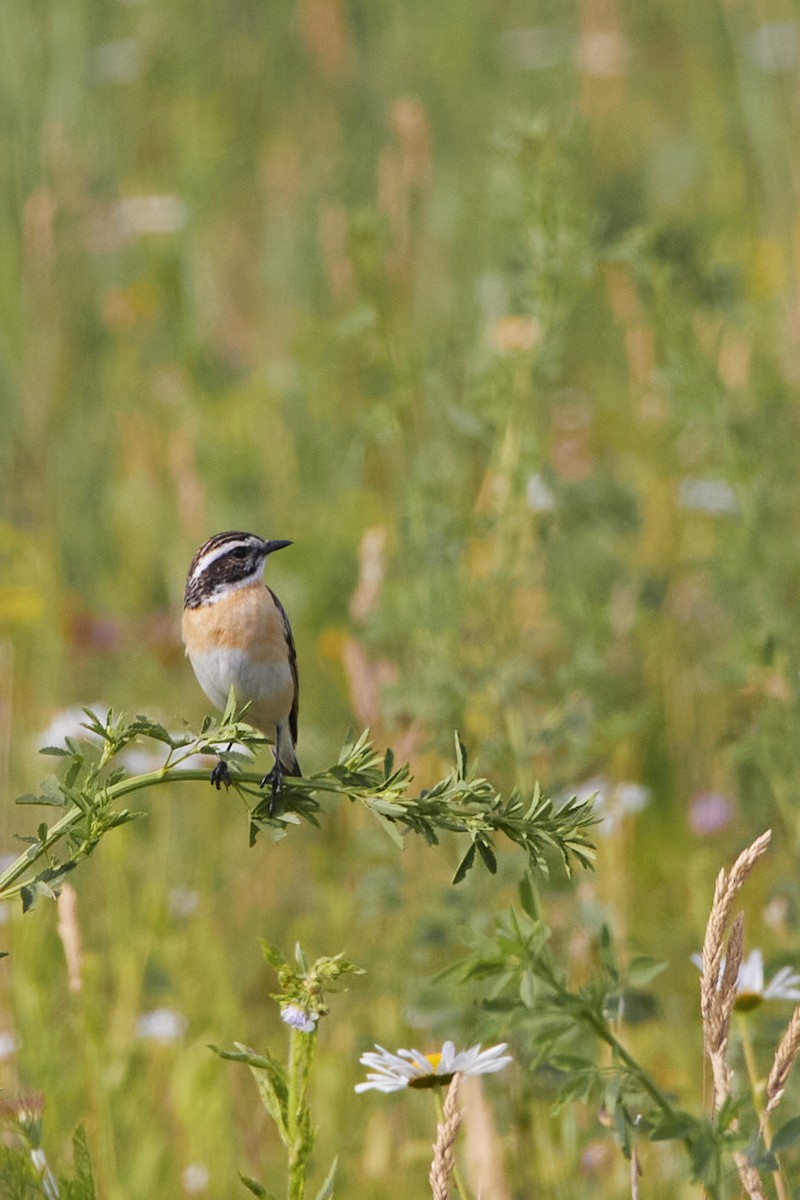 Whinchat - ML619720264