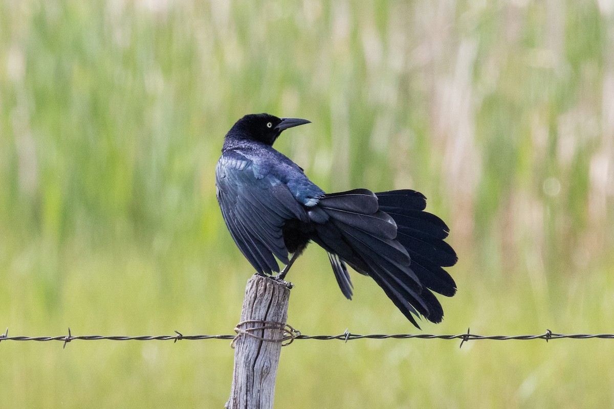 Great-tailed Grackle - ML619720271