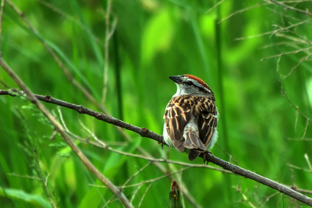 Chipping Sparrow - ML619720301