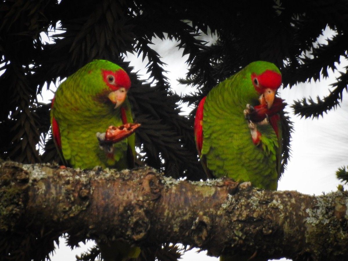 Red-spectacled Parrot - ML619720313
