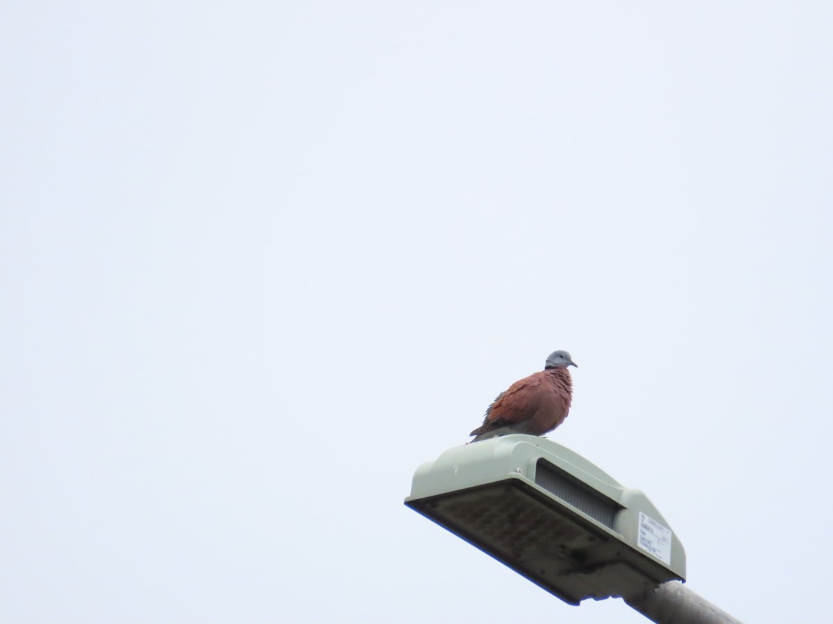 Red Collared-Dove - ML619720321